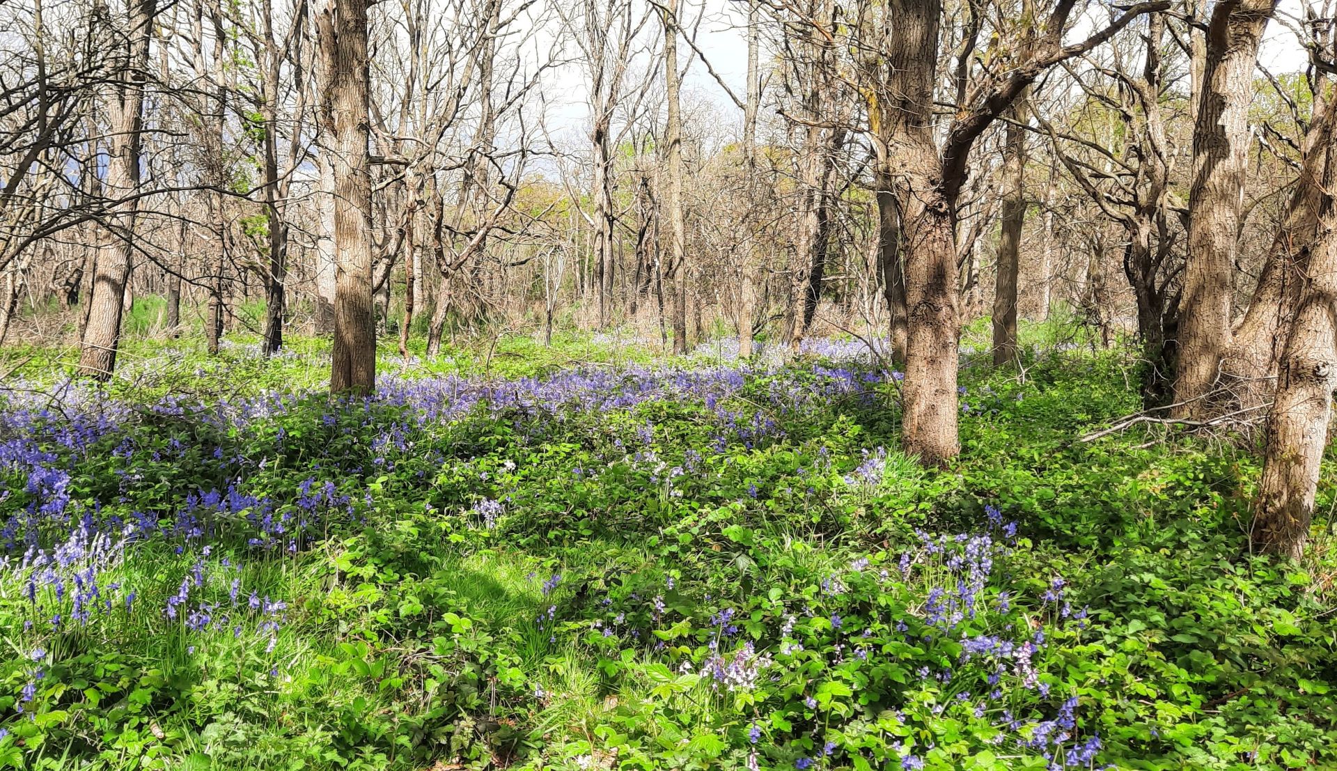 Bluebell Woods